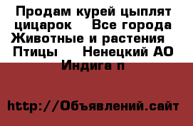 Продам курей цыплят,цицарок. - Все города Животные и растения » Птицы   . Ненецкий АО,Индига п.